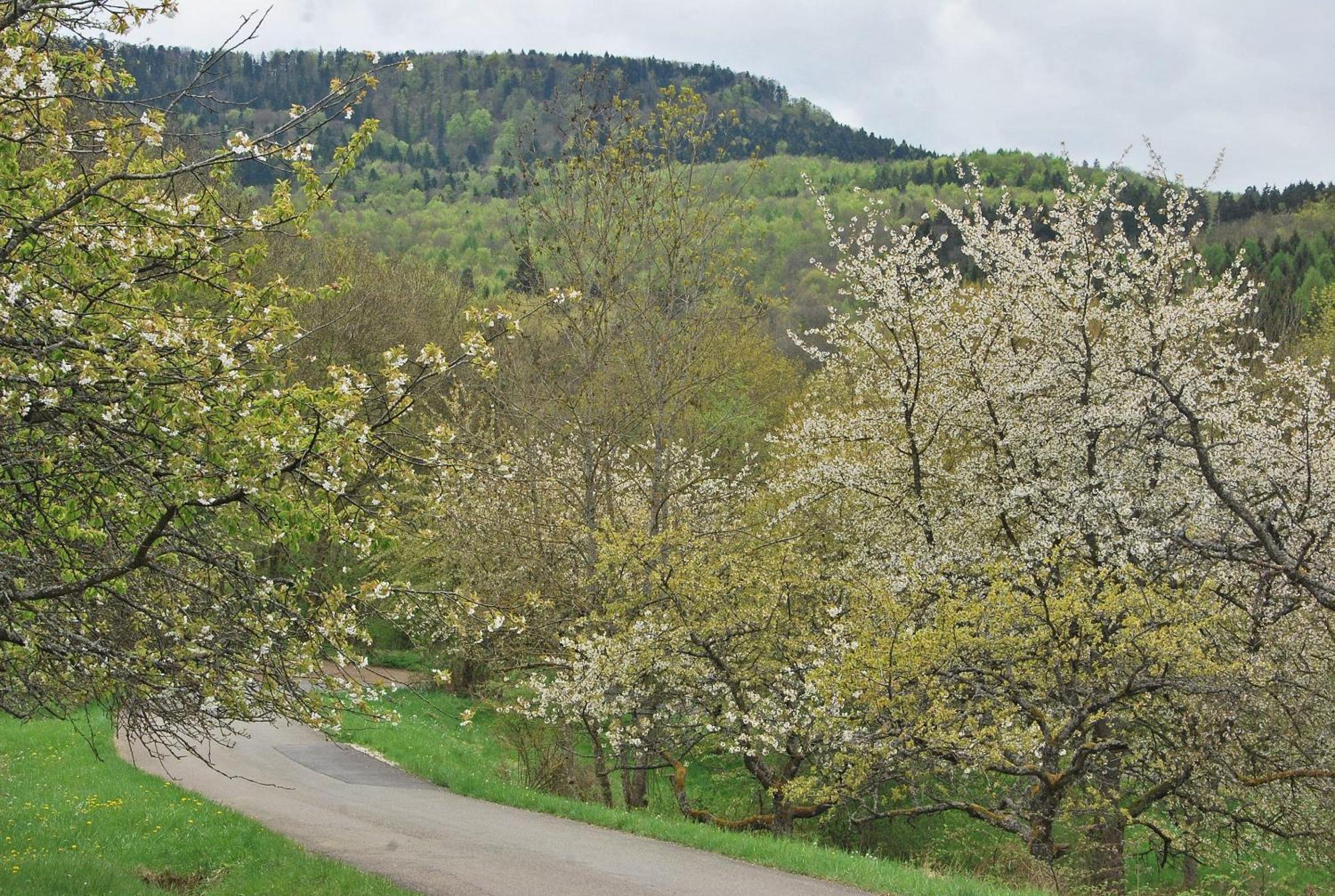 Ferienwohnungen Beim Imker Mössingen Zewnętrze zdjęcie
